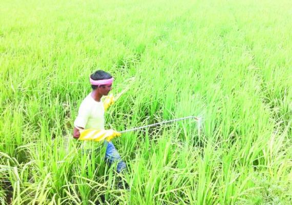 धान की बालियों में कीट का प्रकोप, किसानों की बढ़ाई चिंता