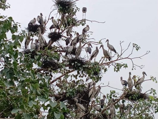 साइबेरियन मेहमानों के कलरव से गुलजार बेमेतरा-कटई