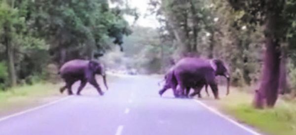 हाथियों के दल ने फसल को पहुंचाया नुकसान