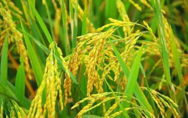 धान फसल में माहू का सहित अन्य कीटों का प्रकोप बढ़ा, किसानों की बढ़ी परेशानी