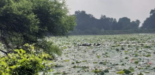 छापा, डरकर भाग रहे 6 जुआरी तालाब में कूदे, एक की मौत