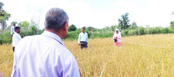 अफसरों की टीम ने किया फसल कटाई का प्रयोग