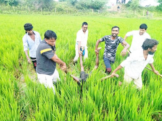 सडक़ किनारे खड़े चरवाहा पर हमला, मौत, संदेही हिरासत में