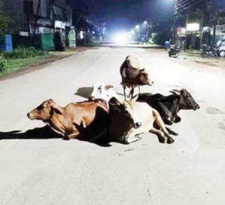 सडक़ पर बैठे मवेशियों ने ली युवक की जान