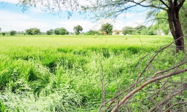 धान में निकलने लगी बाली, बेमौसम बारिश ने बढ़ाई किसानों की परेशानी