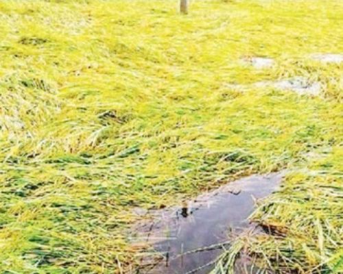 फसल पककर तैयार, बारिश ने बढ़ाई किसानों की चिंता