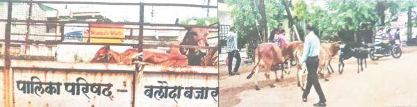 लावारिस मवेशियों के लिए पशु पालक जिम्मेदार, होगी कार्रवाई