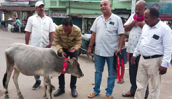 सडक़ों पर घूमने वाले गायों को बांधी रेडियम पट्टी