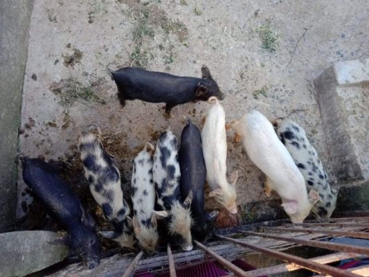 शूकर पालन ने दिखाई समूह की महिलाओं को आजीविका की नई राह