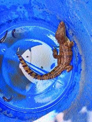 नहाने गए ग्रामीणों को नाले में मिला मगरमच्छ का बच्चा, पार्क में छोडऩे की तैयारी