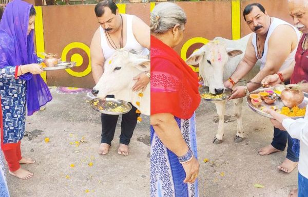 किसानों ने गौ-माता को खिलाई खिचड़ी