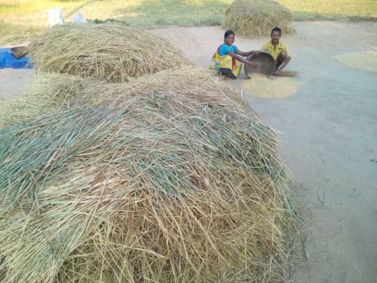 कोठारों में पहुंचने लगा धान