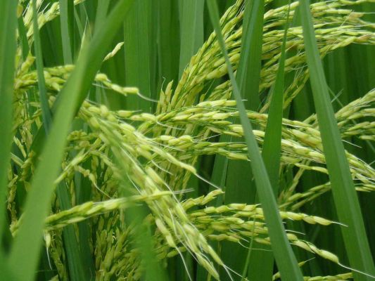 खरपतवार नाशक ग्लाईसोफेट से कैंसर का खतरा