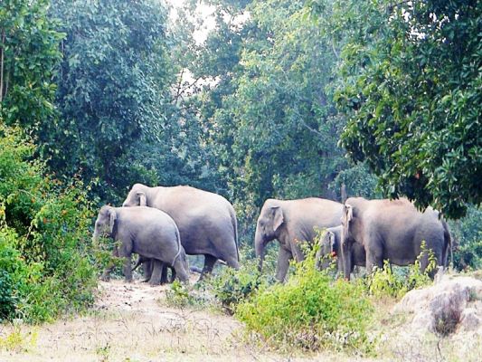 हाथी दल की मौजूदगी, नगरी के 15 गांवों में अलर्ट जारी, ग्रामीणों में दहशत
