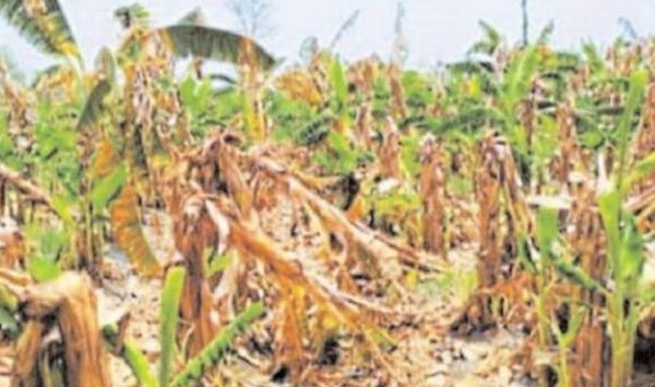 ओलावृष्टि से फसल बर्बाद, बीमा क्लेम भी नहीं मिल रहा