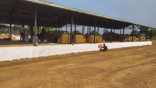 जिले में 48 लाख क्विंटल धान खरीदी का अनुमान 17 फीसदी से अधिक नमी पर नहीं ली जाएगी, केंद्रों से सीधे उठाव करेंगे मिलर्स