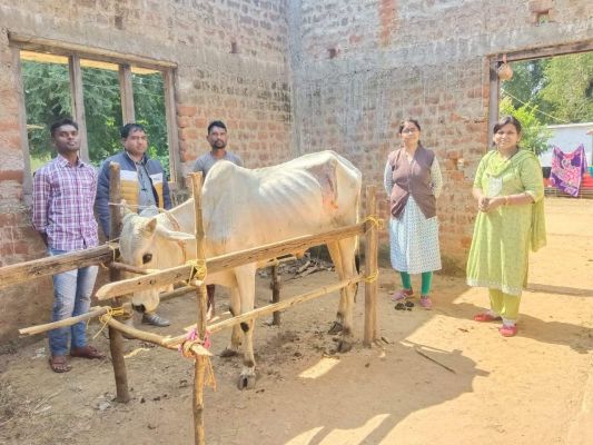बैल की पथरी का सफल ऑपरेशन