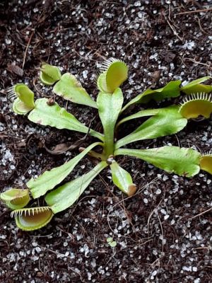 गुरु घासीदास राष्ट्रीय उद्यान में एक ऐसा पौधा मांसाहारी होने के साथ परभक्षी भी