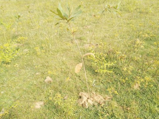 कापन गौठान में एक लाख से अधिक अर्जुना के पौधों का रोपण ग्रामीणों को मिल रहे आजीविका के नए साधन