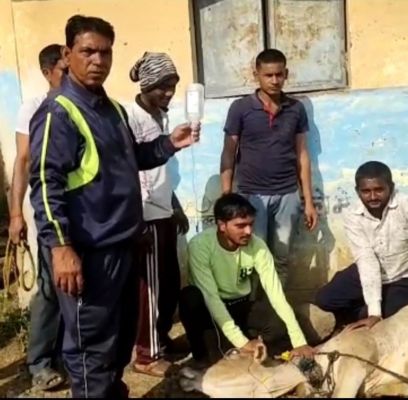 46 मवेशी फूड पॉइजनिंग के शिकार