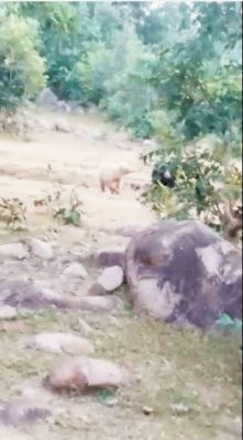 मरवाही में विचरण करते दिखा सफेद भालू, काले भालू संग चल रहा, वीडियो में कैद