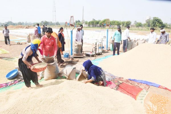 9 दिनों में 95 सौ किसानों से 54 करोड़ की धान खरीदी, साढ़े 13 सौ क्विंटल उठाव