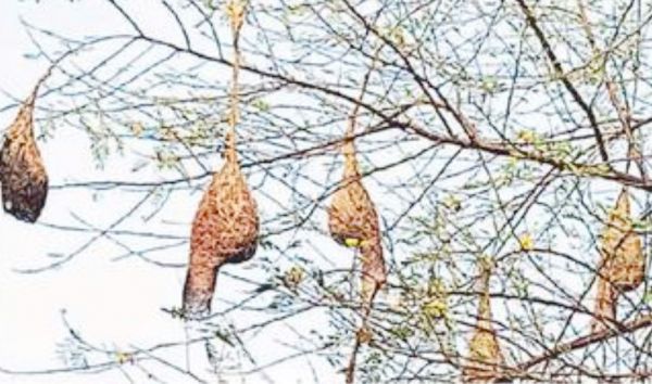चिडिय़ों ने तैयार किया घोंसला