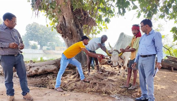 कुरुद क्षेत्र में लम्पी की दस्तक, बीमार बछड़े की मौत