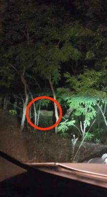 सडक़ किनारे घूमते तेंदुआ का वीडियो फैला, दहशत