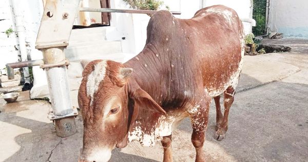 राजधानी में भी लंपी का खतरा मिले स्किन डिजीज के केश