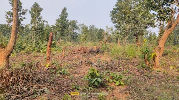 वन विभाग के नाक के नीचे सैकड़ों एकड़ जंगल कटकर साफ