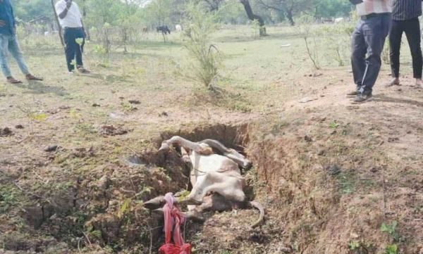 सिंघारी के अधूरे गौठान में न चारा, न पानी, भूख से मर रहे मवेशी