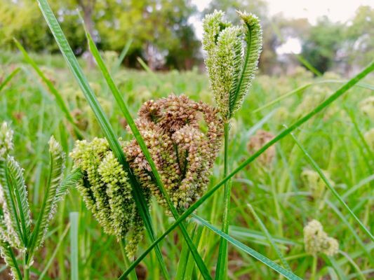 कोदो से होने लगी किसानों को करोड़ों की आय 11 जिलों में हो रहा उत्पादन
