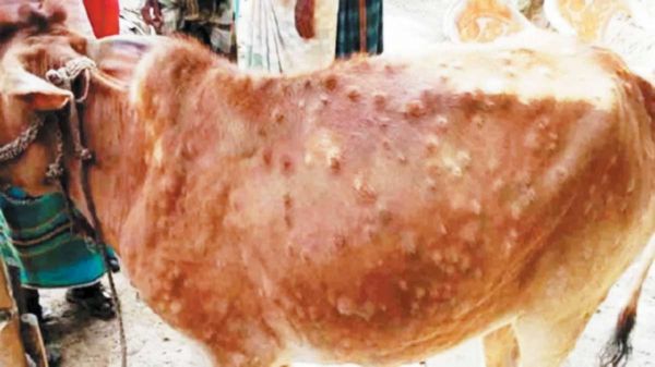 पशुओं को लम्पी स्किन बीमारी से बचाने की सलाह