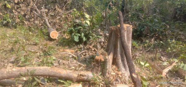 रुद्रारम के पास सागौन की अवैध कटाई, विभाग बना मूकदर्शक
