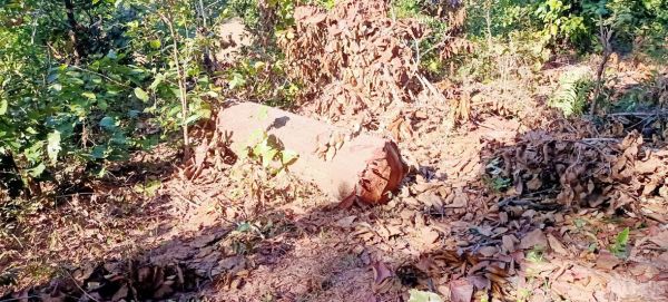  लकड़ी तस्कर कीमती पेड़ों  से निकाल रहे चिरान