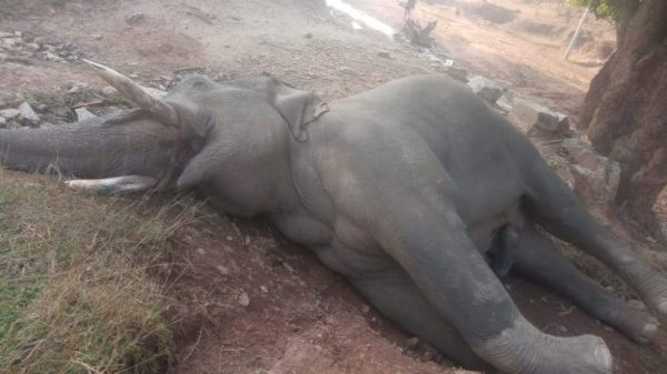 मृत मिला नर दंतैल, विभाग को जानकारी नहीं 