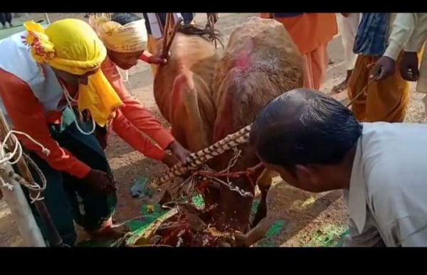 गौमाता को खिलाई खिचड़ी, दहीलूट व अन्य आयोजन