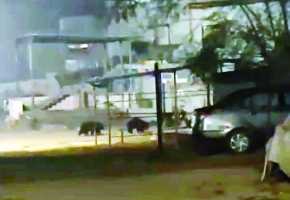 छाल वन परिक्षेत्र में हाथी के बाद अब भालू की दस्तक