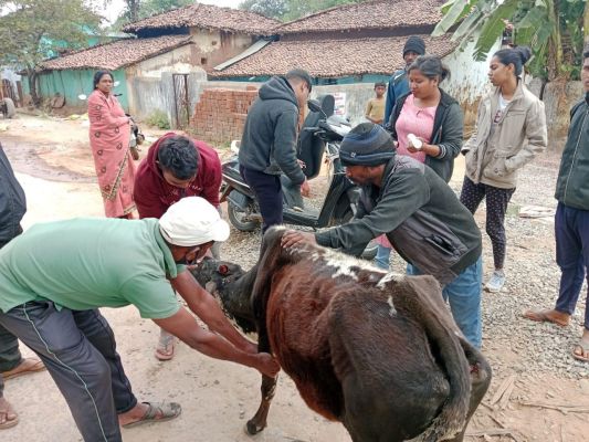 नपं अध्यक्ष की पहल से घायल गाय का इलाज