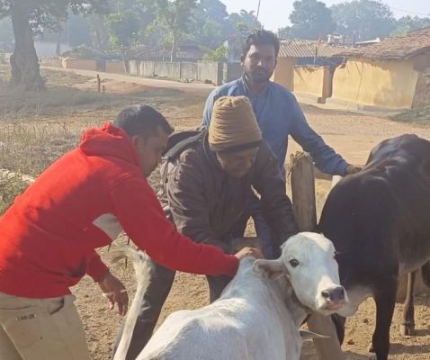 पशुधन में खुरहा चपका रोग का रोग प्रतिबंधात्मक टीकाकरण अभियान का अंतिम चरण