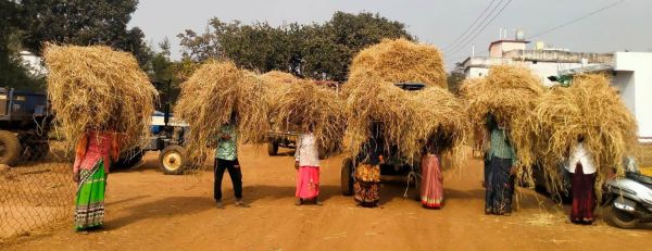  पैरादान तिहार मनाकर गौठानों  में हो रहा पैरादान