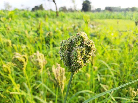 धमतरी के किसान 15 से 21 हाट बाजारों में बेच सकेंगे कोदो-कुटकी और रागी