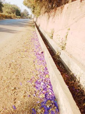 गौरव गार्डन प्रबंधन पर 5 हजार का जुर्माना  