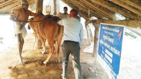 समग्र ग्रामीण विकास कार्यक्रम के तहत कृत्रिम गर्भाधान