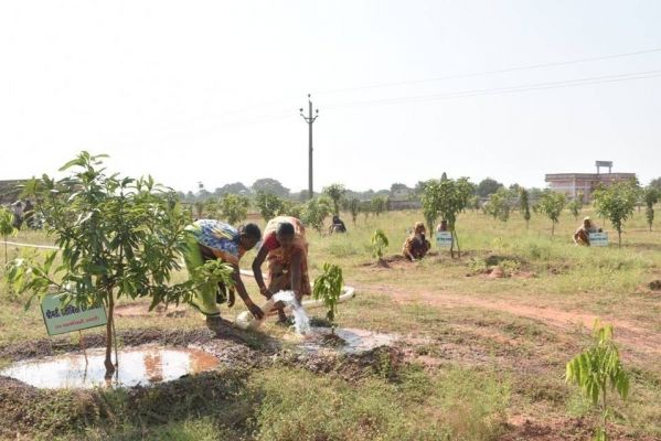 10 एकड़ की पथरीली बंजर जमीन पर 16.77 लाख में रोपे 2730 पौधे, सालभर में हुई 5 फीट