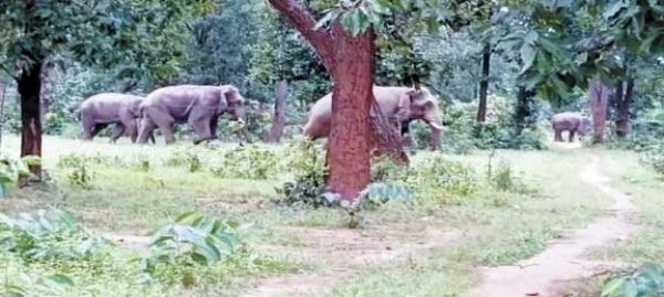 हाथी दल बादलखोल  अभ्यारण्य में, फसल-मकान को पहुंचा रहे नुकसान रतजगा करने किसान मजबूर