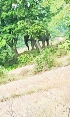 कुडुमकेला क्षेत्र में दंतैल हाथी की दस्तक, आधा दर्जन गांवों में दहशत