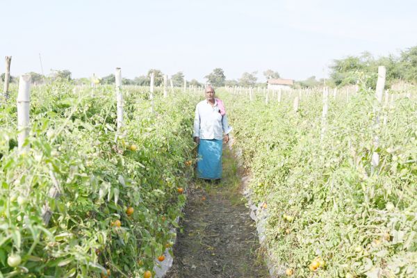 टमाटर-बैंगन की फसल से संतराम को मिला फायदा
