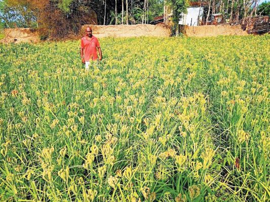 रागी बीजोत्पादन से किसानों को मिली आय की नई राह